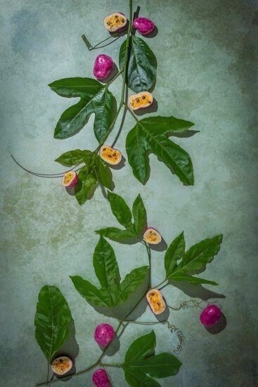 Chocolate-coated freeze-dried passionfruit dusted in dragon fruit purple coating stylised on a passionfruit vine to resemble real fruit, made by the Noosa Chocolate Factory